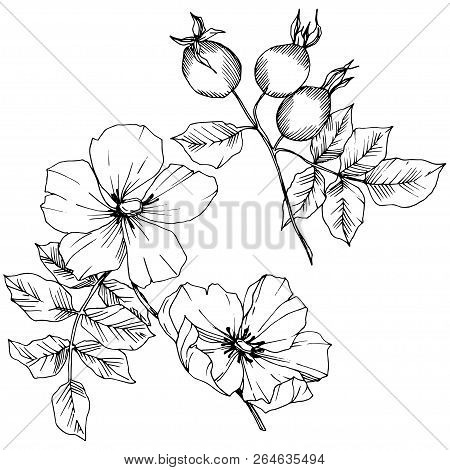 Wildflower Rosa Canina In A Vector Style Isolated. Black And White Engraved Ink Art.
