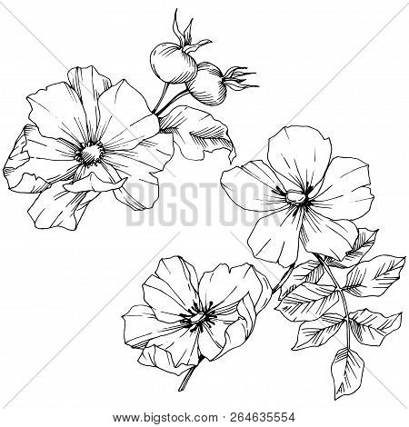 Wildflower Rosa Canina In A Vector Style Isolated. Black And White Engraved Ink Art.