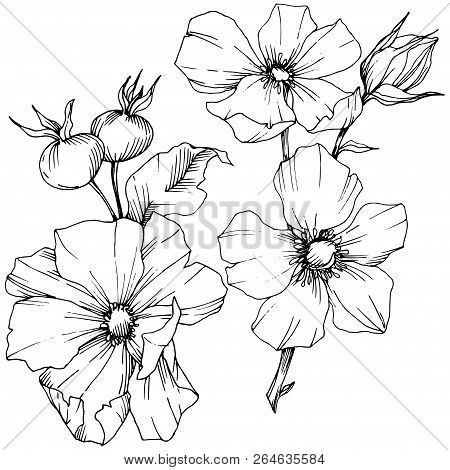 Wildflower Rosa Canina In A Vector Style Isolated. Black And White Engraved Ink Art.