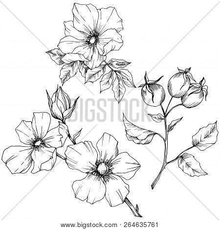 Wildflower Rosa Canina In A Vector Style Isolated. Black And White Engraved Ink Art.