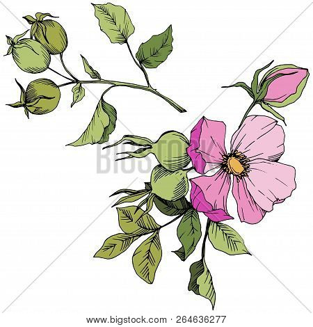 Wildflower Rosa Canina In A Vector Style Isolated. Pink Engraved Ink Art.