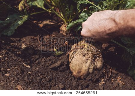 Farmer Extracting Organically Grown Sugar Beet Root Crop From The Ground