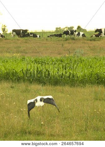 Bird Flaying  Over Field In Poland  Green