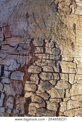 The Bark Of The Tree With Ants Climb Up There And The Sun Shone Through In The Evening.
