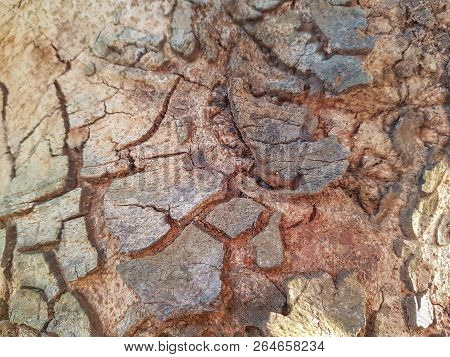 The Bark Of The Tree With Ants Climb Up There And The Sun Shone Through In The Evening.