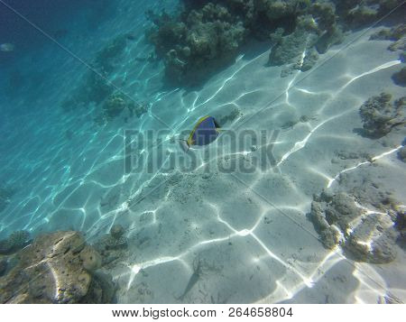 Unnderwater Fisch With Blue Water Colorfull Reef