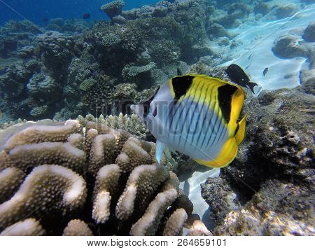 Unnderwater Fisch With Blue Water Colorfull Reef