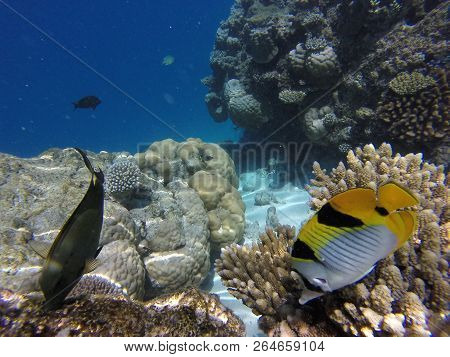 Unnderwater Fisch With Blue Water Colorfull Reef