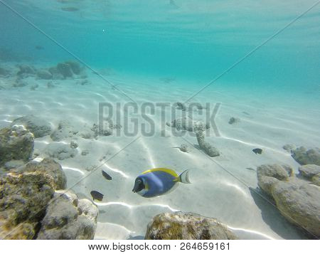Unnderwater Fisch With Blue Water Colorfull Reef