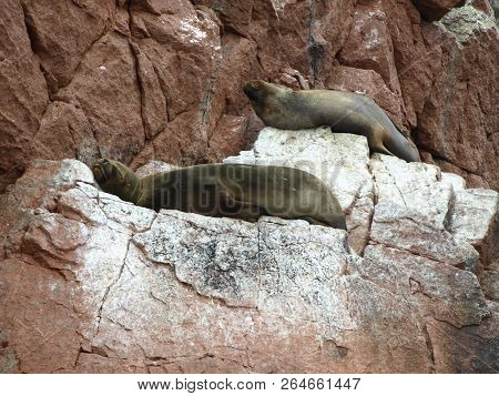 Seals Seating On The Rockin Peru Islnads