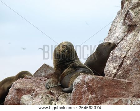 Seals Seating On The Rockin Peru Islnads