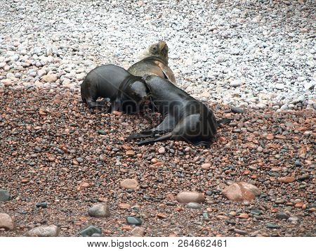 Seals Seating On The Rockin Peru Islnads