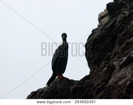 Bird Seating On The Rockin Peru Islnads