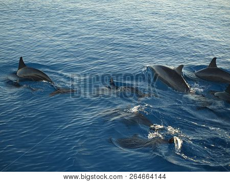Swimming Dolphin In Maledives Sea In Blue Water