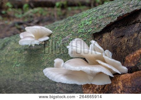 Detail Of Edible Mushroom Pleurotus Pulmonarius Commonly Known As Indian Oyster, Italian Oyster, Pho