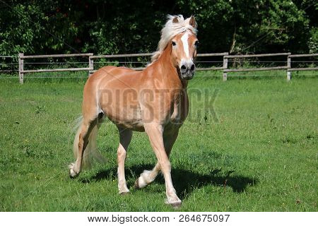 Beautiful Haflinger Horse Is Running On The Paddock In The Sunshine