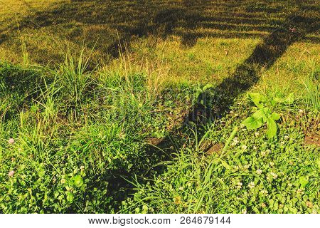 Autumn Green Grass With Leaves In The Evening