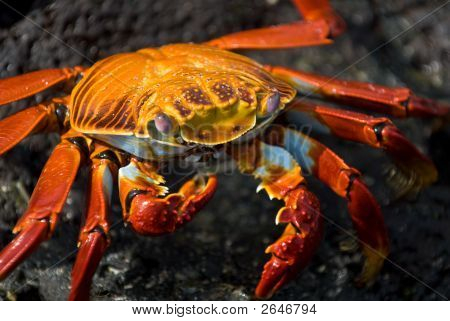Czerwony krab na skale, Wyspy Galapagos