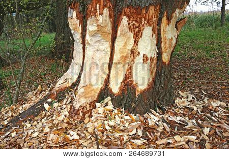 Large Tree Trunk Near A River Gnawed By A Beaver, Damaged, Wood Chips Scattered Around The Tree