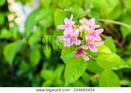 American Beauty Flower Is Has Bouquet And Pink Color On Petals