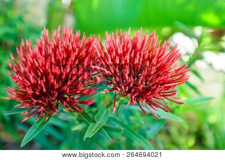 Red Orange Ixora Flower Boutique Spike And Bloom In The Garden