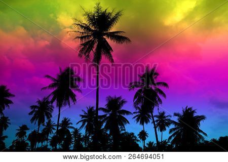 Silhouette Coconut In Garden Farm High-light Colorful Sky