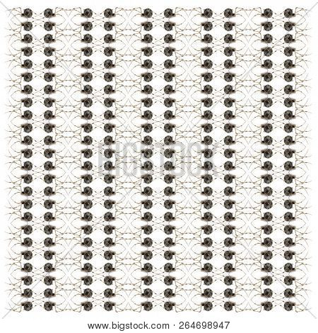 Common house spider, Achaearanea tepidariorum, in repeated pattern, in front of white background