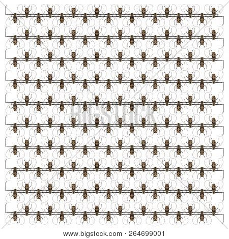 Harlequin beetle, Acrocinus longimanus, in pattern , in repeated pattern, in front of white background