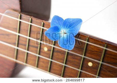 A Hydrangea flower and vintage Ukelele on white background. Shallow depth of field.