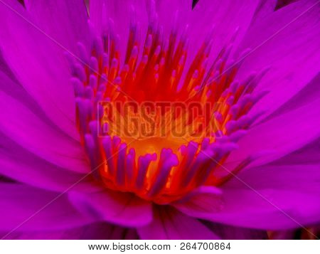 Pink Bloom Lotus Flower Garden In The Morning