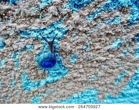 Snail Climb On Sandstone Wall, Concept Try To Goal, Try To Success, Pass To Winner