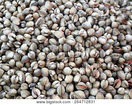 Cockle Background Sell On Shop In Seafood Market For Weekend