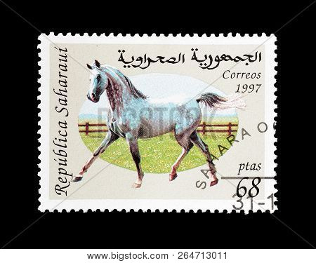 Sahrawi - Circa 1998 : Cancelled Postage Stamp Printed By Sahrawi, That Shows Horse.