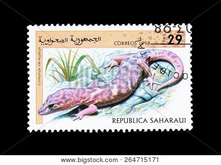 Sahara - Circa 1998 : Cancelled Postage Stamp Printed By Sahara, That Shows The Western Banded Gecko