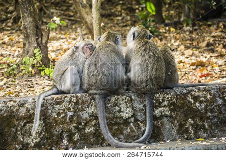 Sleeping Monkeys At The Uluwatu Temple In Bali, Indonesia