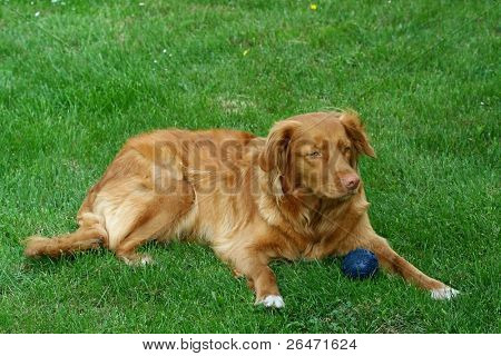  My dog   - â Nova Scotia Duck Tolling retriever â