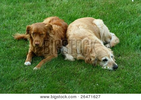   My dog   - â Golden retriever â and  â Nova Scotia Duck Tolling retriever â