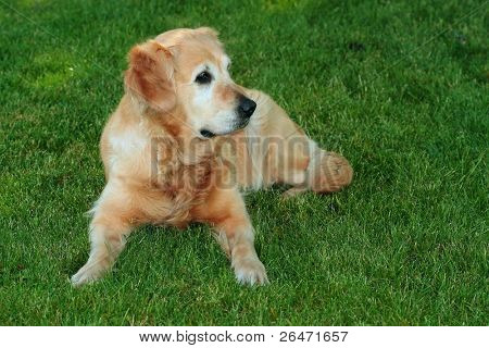 My dog   - â Golden retriever