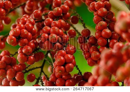 Close Up Red Ripen Fruit Of Lipstick Palm Or Sealing-wax Palm Or Raja Palm Under Sunlight. Cyrtostac