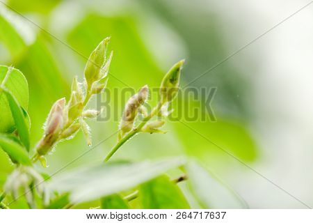 Put Forth Leave-buds Of Little Leaf, Copy Space. New Life Growth Ecology Business Financial Concept