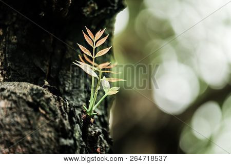 Peak Is Coming Out Of The Tree.