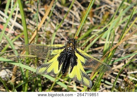 Owlflies Butterfly In The Mountains Of Italy