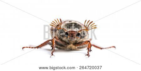 Summer chafer or European june beetle, Amphimallon solstitiale, in front of white background