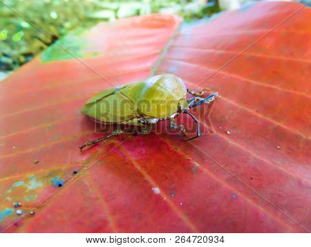Longan Stink Bug On Red Leaf