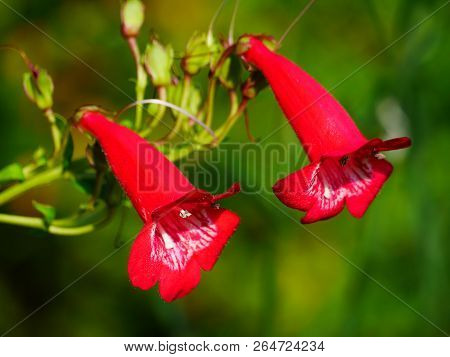 Close Up Of Two Red Penstemon Flowers