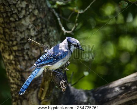 A Blue Jay Perches In An Apple Tree, Providing A Profile View.