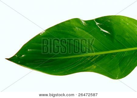 Verde foglia su sfondo bianco