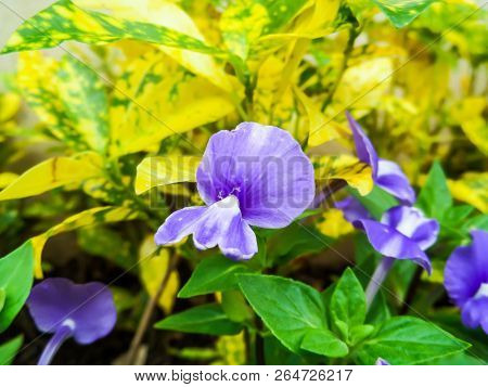 Otacanthus Caeruleus The Name Of Purple White Flower ,thailand Call Blue Hawai