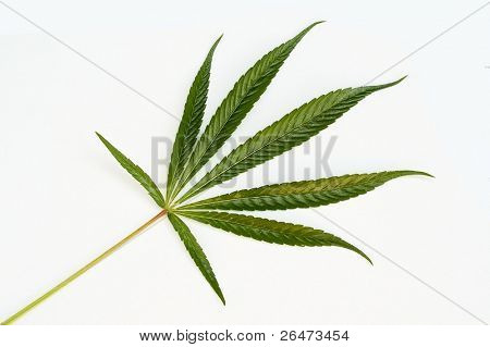 Cannabis - marijuana blade på hvid baggrund