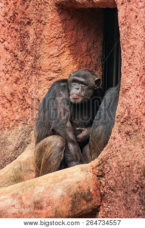 Chimpanzee At A Zoological Park In India